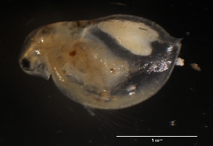  ( - CH856-D04)  @11 [ ] CreativeCommons  Attribution Non-Commercial Share-Alike (2015) Manuel El&iacute;as Guti&eacute;rrez El Colegio de la Frontera Sur