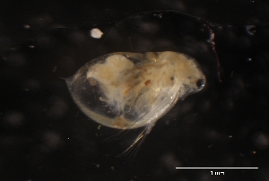  ( - CH856-D12)  @11 [ ] CreativeCommons  Attribution Non-Commercial Share-Alike (2015) Manuel El&iacute;as Guti&eacute;rrez El Colegio de la Frontera Sur