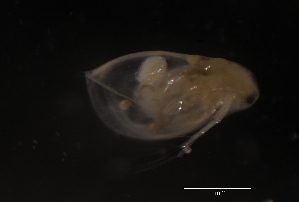  ( - CH856-E01)  @11 [ ] CreativeCommons  Attribution Non-Commercial Share-Alike (2015) Manuel El&iacute;as Guti&eacute;rrez El Colegio de la Frontera Sur