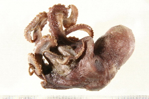  ( - HLC-23923)  @11 [ ] CreativeCommons - Attribution (2008) CBG Photography Group Centre for Biodiversity Genomics
