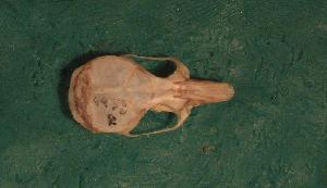  ( - CIBNOR 4458)  @11 [ ] CreativeCommons - Attribution Share-Alike (2009) Sergio Ticul Alvarez, CIBNOR Unspecified