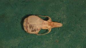  ( - CIBNOR 4459)  @11 [ ] CreativeCommons - Attribution Share-Alike (2009) Sergio Ticul Alvarez, CIBNOR Unspecified