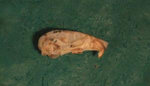  ( - CIBNOR 4459)  @11 [ ] CreativeCommons - Attribution Share-Alike (2009) Sergio Ticul Alvarez, CIBNOR Unspecified