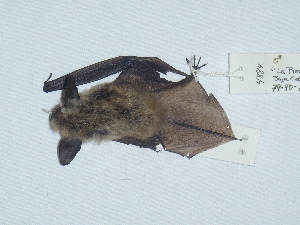  (Myotis evotis - CIBNOR 4884)  @13 [ ] Copyright  Unspecified Unspecified