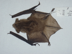  (Myotis yumanensis - CIBNOR 8616)  @13 [ ] Copyright  Unspecified Unspecified