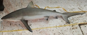  (Carcharhinus perezii - MXV0599)  @14 [ ] CreativeCommons - Attribution Non-Commercial Share-Alike (2012) Manuel Mendoza El Colegio de la Frontera Sur, Unidad Campeche