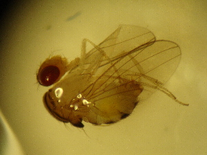  (Zygothrica parapoeyi - MYCBR153)  @12 [ ] No Rights Reserved  Unspecified Unspecified