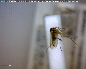  (Phronia obtusa_JKJ-03 - FinMyc211)  @11 [ ] Unspecified (default): All Rights Reserved (2011) Unspecified NHMO