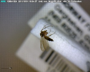  (Phronia peculiaris - FinMyc213)  @12 [ ] Unspecified (default): All Rights Reserved (2011) Unspecified NHMO