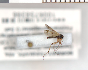  (Mycetophila bialorussica - FinMyc302)  @12 [ ] Unspecified (default): All Rights Reserved (2011) Unspecified NHMO