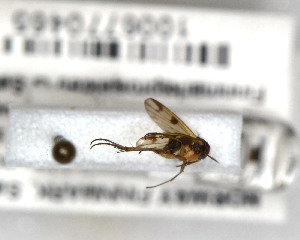  (Mycetophila quadra - FinMyc330)  @13 [ ] Unspecified (default): All Rights Reserved (2011) Unspecified NHMO