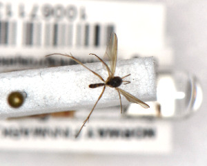  (Trichonta JKJ-spE - FinMyc343)  @12 [ ] Unspecified (default): All Rights Reserved (2011) Unspecified NHMO