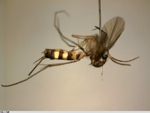  ( - FinMyc407)  @11 [ ] Unspecified (default): All Rights Reserved (2012) Unspecified NHMO