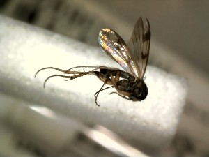  ( - FinMyc448)  @12 [ ] Unspecified (default): All Rights Reserved (2012) Unspecified NHMO