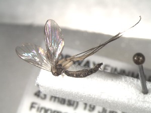 ( - FinMyc151)  @11 [ ] Unspecified (default): All Rights Reserved (2011) Unspecified NHMO