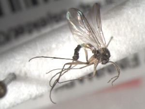  ( - FinMyc164)  @12 [ ] Unspecified (default): All Rights Reserved (2011) Unspecified NHMO