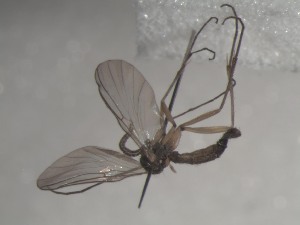  ( - FinMyc167)  @12 [ ] Unspecified (default): All Rights Reserved (2011) Unspecified NHMO