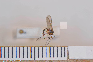  ( - FinMyc01)  @12 [ ] Copyright (2011) University of Oslo, Natural History Museum University of Oslo, Natural History Museum