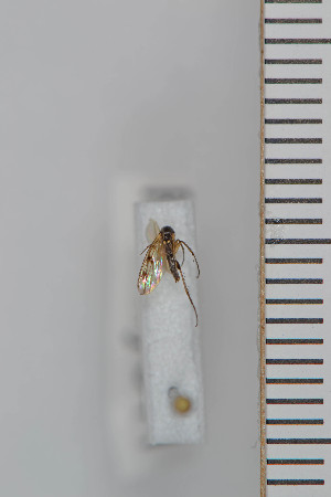  (Mycetophila morata - FinMyc41)  @12 [ ] Copyright (2011) University of Oslo, Natural History Museum University of Oslo, Natural History Museum
