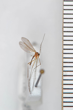  (Bolitophila modesta - FinMyc92)  @13 [ ] Copyright (2011) University of Oslo, Natural History Museum University of Oslo, Natural History Museum