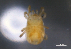  (Neoseiulus sp. JCS28 - BIOUG10943-H01)  @12 [ ] CreativeCommons - Attribution (2014) Centre for Biodiversity Genomics Centre for Biodiversity Genomics