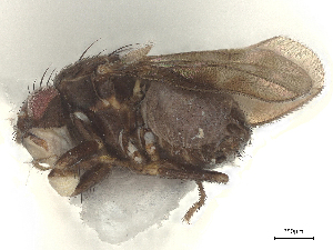  (Pseudopterogramma aestivale - debu00403558)  @11 [ ] CreativeCommons - Attribution (2023) CBG Photography Group Centre for Biodiversity Genomics