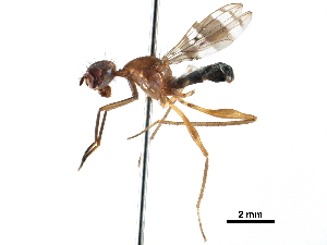  ( - CCDB-29054-A03)  @11 [ ] CreativeCommons - Attribution (2016) CBG Photography Group Centre for Biodiversity Genomics