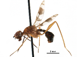  ( - CCDB-29054-A04)  @11 [ ] CreativeCommons - Attribution (2016) CBG Photography Group Centre for Biodiversity Genomics