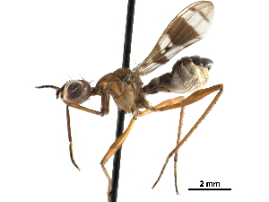  ( - CCDB-29054-A05)  @11 [ ] CreativeCommons - Attribution (2016) CBG Photography Group Centre for Biodiversity Genomics