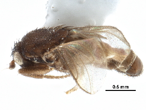  ( - CCDB-29054-F11)  @11 [ ] CreativeCommons - Attribution (2016) CBG Photography Group Centre for Biodiversity Genomics