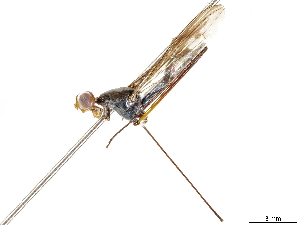  (Scipopus vee - CNC Diptera #96407)  @11 [ ] CreativeCommons - Attribution (2019) CBG Photography Group Centre for Biodiversity Genomics