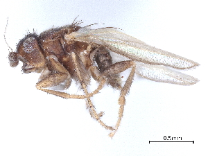  (Ceroptera - DEBU00127252)  @11 [ ] CreativeCommons - Attribution (2020) CBG Photography Group Centre for Biodiversity Genomics