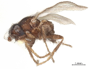  ( - DEBU00127265)  @11 [ ] CreativeCommons - Attribution (2020) CBG Photography Group Centre for Biodiversity Genomics