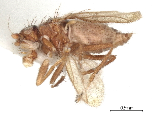  (Ceroptera rufitarsis - DEBU00154355)  @11 [ ] CreativeCommons - Attribution (2020) CBG Photography Group Centre for Biodiversity Genomics