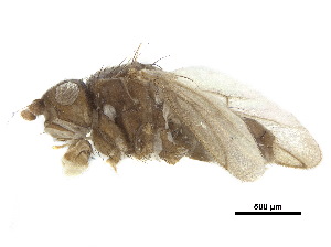  ( - debu00154358)  @11 [ ] CreativeCommons - Attribution (2018) CBG Photography Group Centre for Biodiversity Genomics
