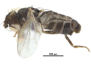  ( - debu00227193)  @11 [ ] CreativeCommons - Attribution (2018) CBG Photography Group Centre for Biodiversity Genomics