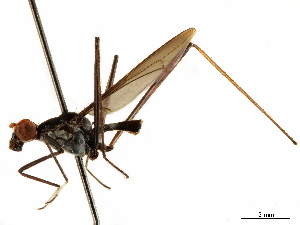  ( - debu00294649)  @11 [ ] CreativeCommons - Attribution (2019) CBG Photography Group Centre for Biodiversity Genomics
