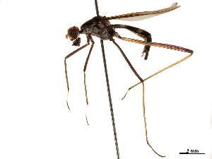  ( - debu00294650)  @11 [ ] CreativeCommons - Attribution (2019) CBG Photography Group Centre for Biodiversity Genomics