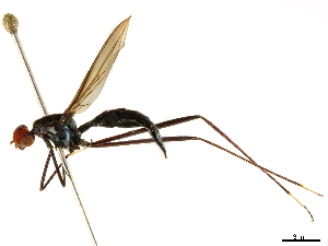 ( - debu01088995)  @11 [ ] CreativeCommons - Attribution (2019) CBG Photography Group Centre for Biodiversity Genomics