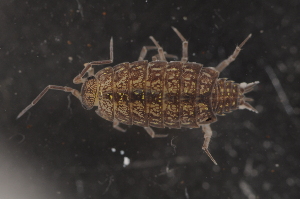  (Philoscia affinis - BC ZSM MYR 00533)  @13 [ ] CreativeCommons - Attribution Non-Commercial Share-Alike (2010) Joerg Spelda SNSB, Zoologische Staatssammlung Muenchen