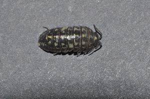  (Armadillidium versicolor - BC ZSM MYR 00568)  @14 [ ] CreativeCommons - Attribution Non-Commercial Share-Alike (2010) Joerg Spelda SNSB, Zoologische Staatssammlung Muenchen