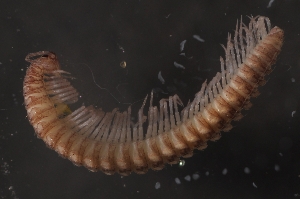  (Listrocheiritium nubium - BC ZSM MYR 00354)  @12 [ ] CreativeCommons - Attribution Non-Commercial Share-Alike (2010) Joerg Spelda SNSB, Zoologische Staatssammlung Muenchen