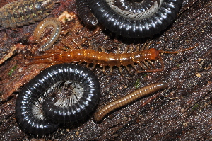  (Lithobius valesiacus - BC ZSM MYR 00440)  @14 [ ] CreativeCommons - Attribution Non-Commercial Share-Alike (2010) Joerg Spelda SNSB, Zoologische Staatssammlung Muenchen