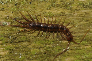  (Lithobius pelidnus - BC ZSM MYR 00452)  @14 [ ] CreativeCommons - Attribution Non-Commercial Share-Alike (2012) Joerg Spelda SNSB, Zoologische Staatssammlung Muenchen