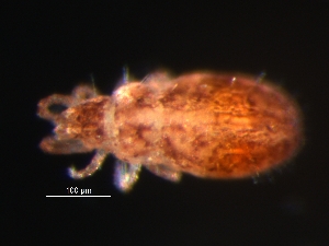  (Nanorchestidae - CCDB-07420-28)  @14 [ ] CreativeCommons - Attribution (2011) Monica Young Centre for Biodiversity Genomics