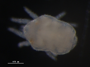  ( - CCDB-07429-53)  @13 [ ] CreativeCommons - Attribution (2011) Monica Young Centre for Biodiversity Genomics