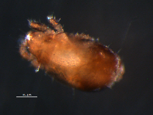  ( - BIOUG01098-08)  @12 [ ] CreativeCommons - Attribution (2011) Monica Young Centre for Biodiversity Genomics