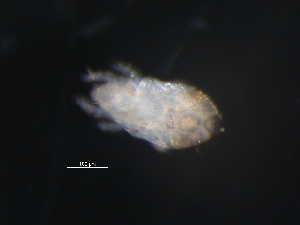  ( - BIOUG01098-10)  @12 [ ] CreativeCommons - Attribution (2011) Monica Young Centre for Biodiversity Genomics