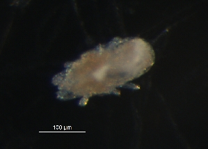  (Triophtydeidae - BIOUG01184-23)  @12 [ ] CreativeCommons - Attribution (2012) Monica Young Centre for Biodiversity Genomics