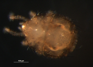  ( - BIOUG01184-33)  @12 [ ] CreativeCommons - Attribution (2012) Monica Young Centre for Biodiversity Genomics